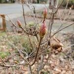 Rhododendron periclymenoides Blomst