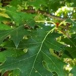 Quercus coccinea Foglia