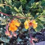 Geum coccineumFlor