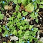 Omphalodes verna Flower