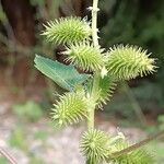 Xanthium strumariumFruit