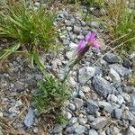 Dianthus deltoides Habit