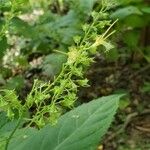 Collinsonia canadensis Blüte