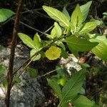 Capsicum rhomboideum Blomst