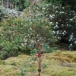 Rhododendron thomsonii Hábito