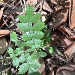 Jacaranda puberula Hoja