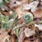 Polystichum acrostichoides Kita