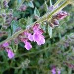 Teucrium × lucidrys Flors