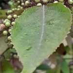 Callicarpa bodinieri Leaf