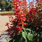 Salvia splendensCvet