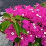 Bougainvillea glabraফুল