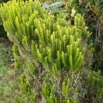Erica azorica Fuelha