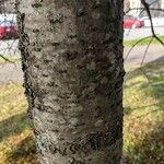 Abies balsamea 树皮