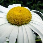 Leucanthemum maximum 花