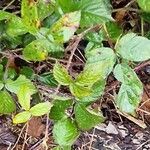 Rubus fruticosus Агульны выгляд