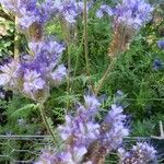 Phacelia tanacetifoliaFlower