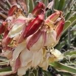 Yucca baccata Flor