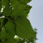 Ulmus carpinifolia Feuille