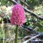 Helonias bullata Blüte