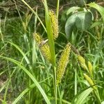 Carex riparia Fruto