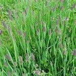 Phleum alpinum Агульны выгляд