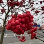 Sorbus aucuparia Gyümölcs