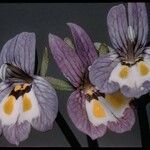 Downingia insignis फूल