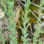 Petrosedum sediforme Kwiat