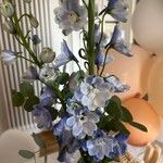 Delphinium elatumÇiçek