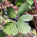 Rubus discolor برگ