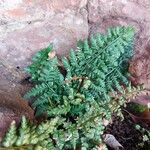 Asplenium foreziense Fuelha