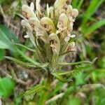 Pedicularis oederi Квітка