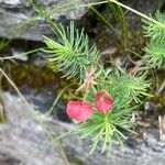 Euphorbia cyparissiasFlor