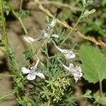 Delphinium pubescens 其他