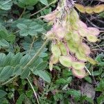 Hedysarum hedysaroides Fruto