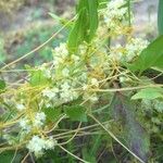 Cuscuta scandens 其他