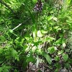 Orchis purpurea Habitus
