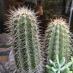 Echinocereus engelmannii Yaprak