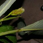 Hylaeanthe unilateralis Vrucht