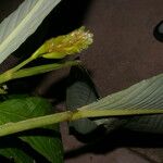 Hylaeanthe unilateralis Fruto