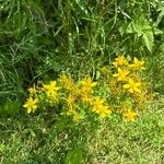 Hypericum maculatumFlower