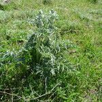 Phlomoides laciniata Levél