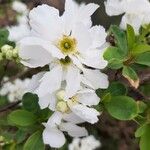 Exochorda racemosaLapas