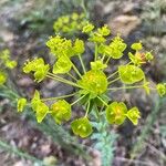 Euphorbia seguieriana Blomst