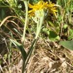 Pentanema oculus-christi Flower