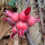 Sabicea pilosa Fruit