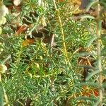Erica erigena Folha