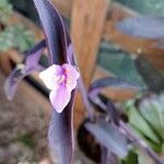 Tradescantia × andersoniana Flower