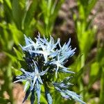 Amsonia ciliata Kvet