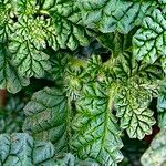 Coldenia procumbens Folio